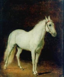 Cavallo bianco. Studio.