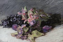 Coleus