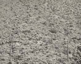 Arizona Landscape, 1945 (gelatina fotografia argento)