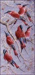 Carmine Bee Eaters