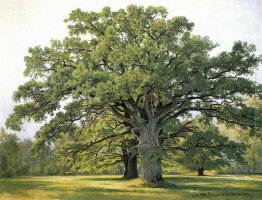 Oaks a Old Peterhof