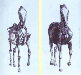 Vista frontale dello scheletro di un cavallo, studio n ° 10 da '