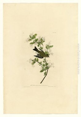 Piatto 115 Wood Pewee