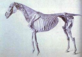 Schema da L'anatomia del cavallo