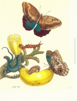 Piastra # 23- Musa paradisiaca, Caligo Teucro e Cnemidophorus le