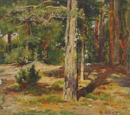 Pines. Summer Landscape